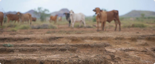 feature-cattle-Duchess-Paradise