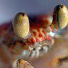 Crab